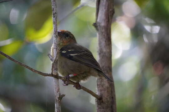 Image of Mauritius Fody