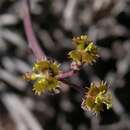 Image of Euphorbia restituta N. E. Br.