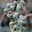 Image de Asparagus capensis var. capensis