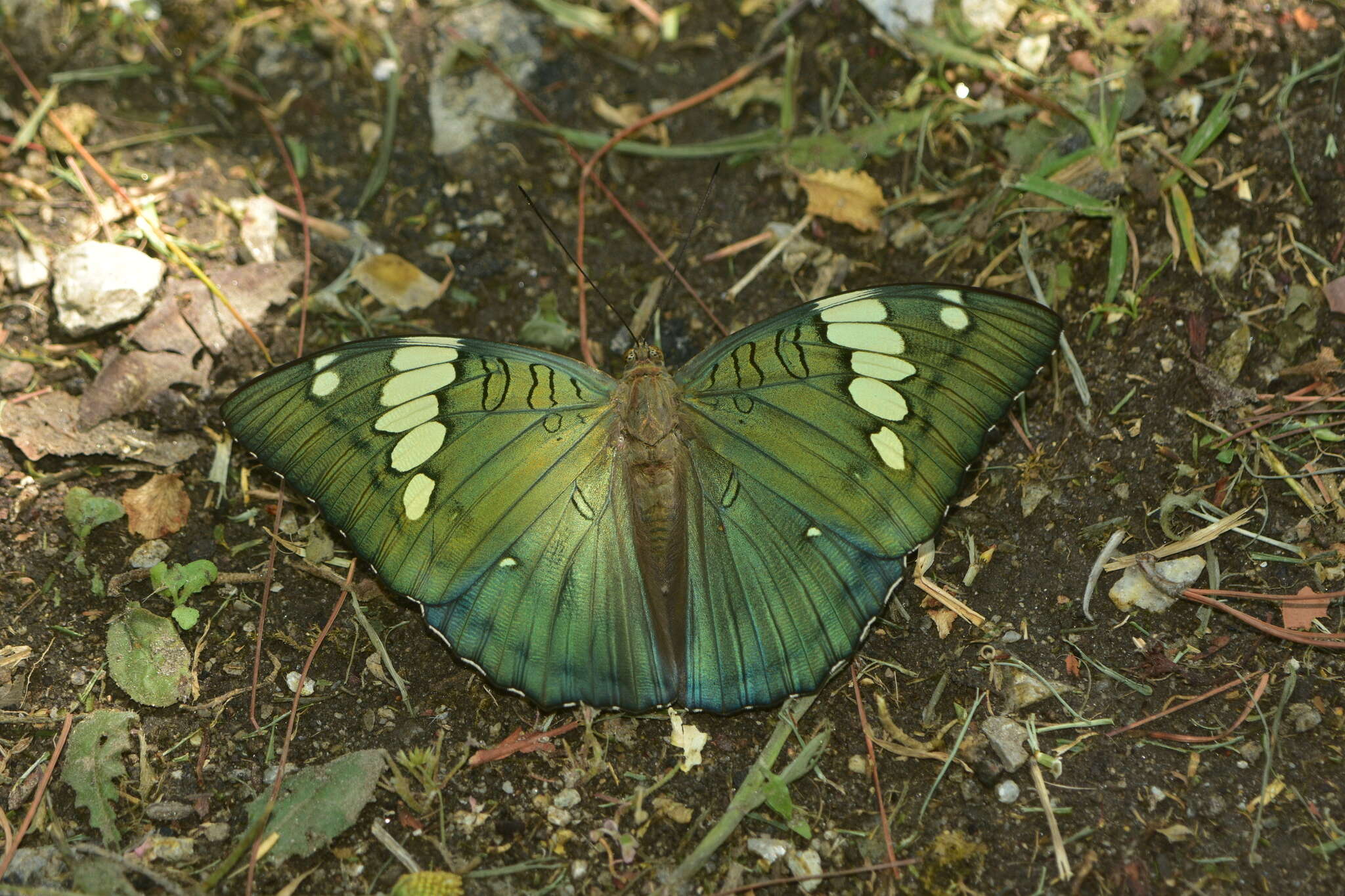 Image of Euthalia patala Kollar 1844