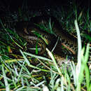 Image of Chinese Water Snake