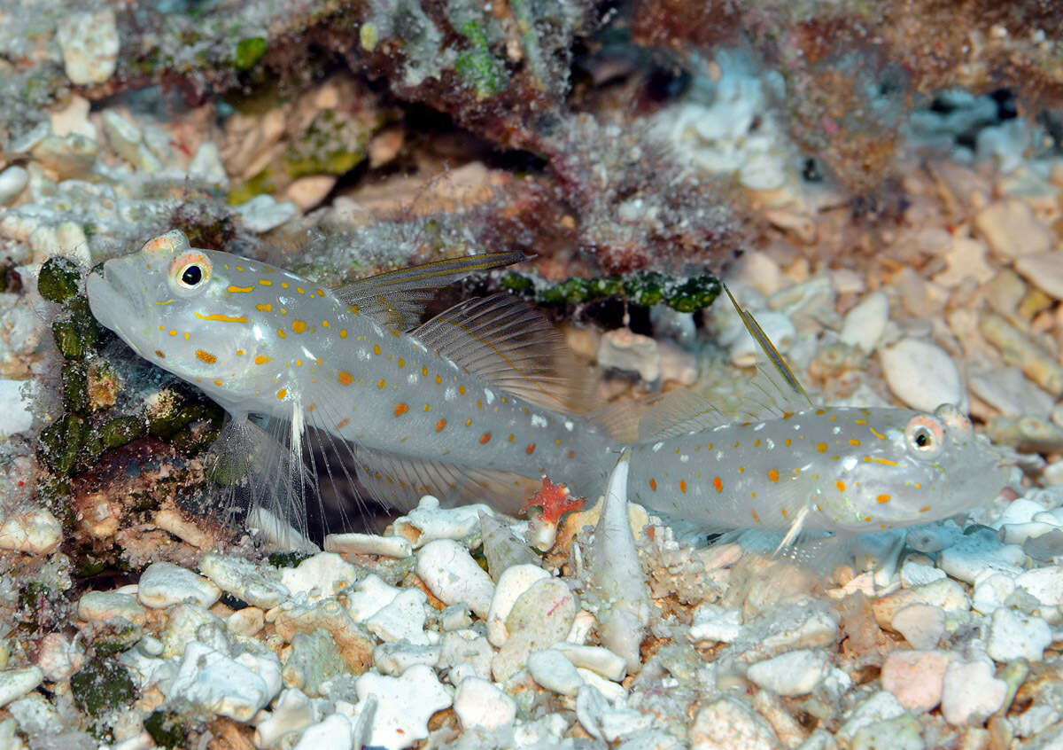 Image of Tangaroan shrimp-goby