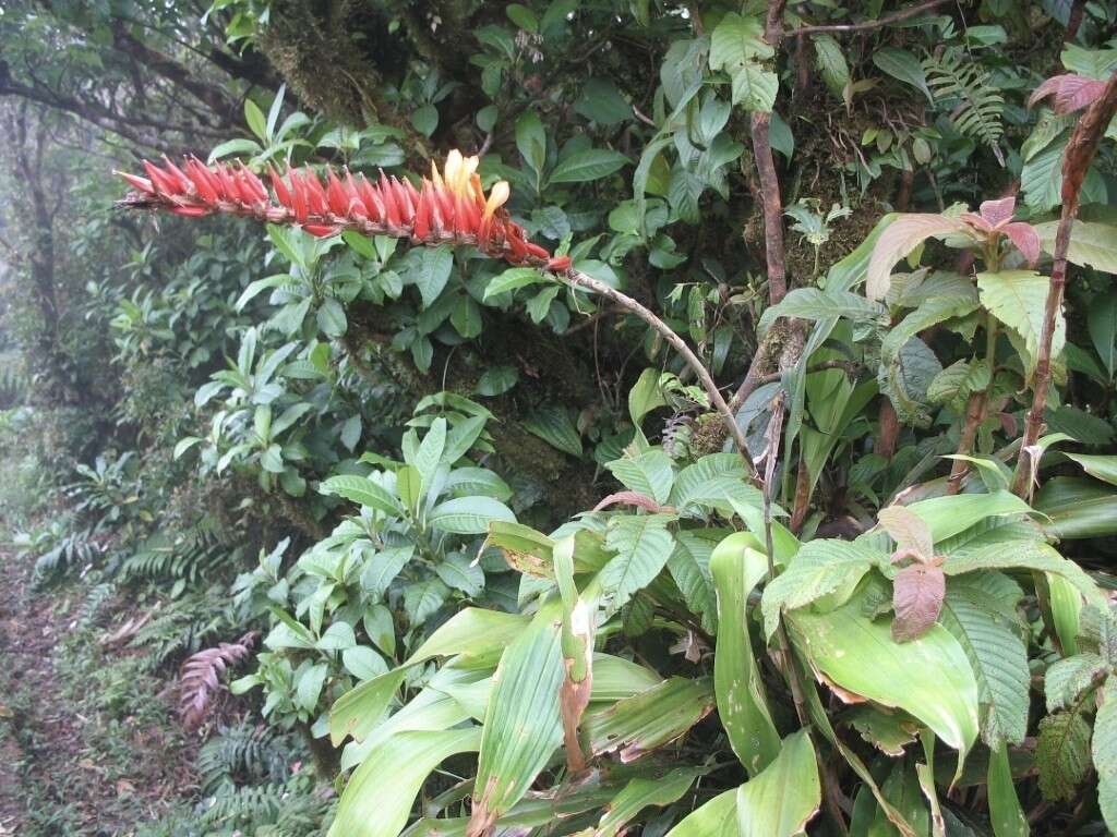 Image of Pitcairnia brittoniana (Mez) Mez