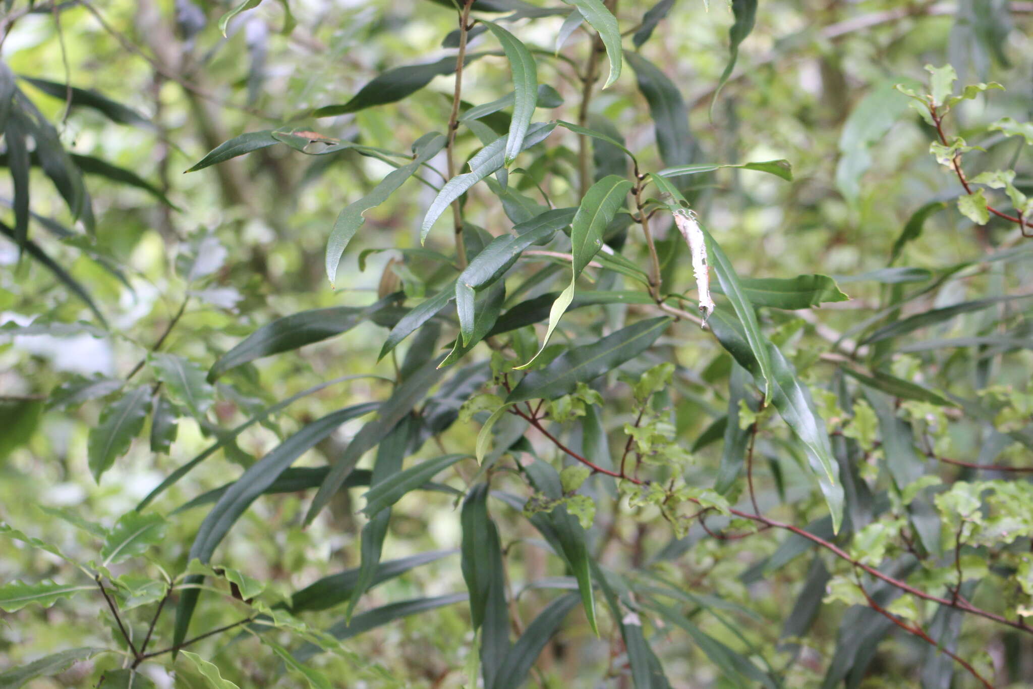 Image of Nestegis cunninghamii (Hook. fil.) L. A. S. Johnson