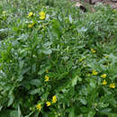 Image of Senecio carnosulus (Kirk) C. J. Webb