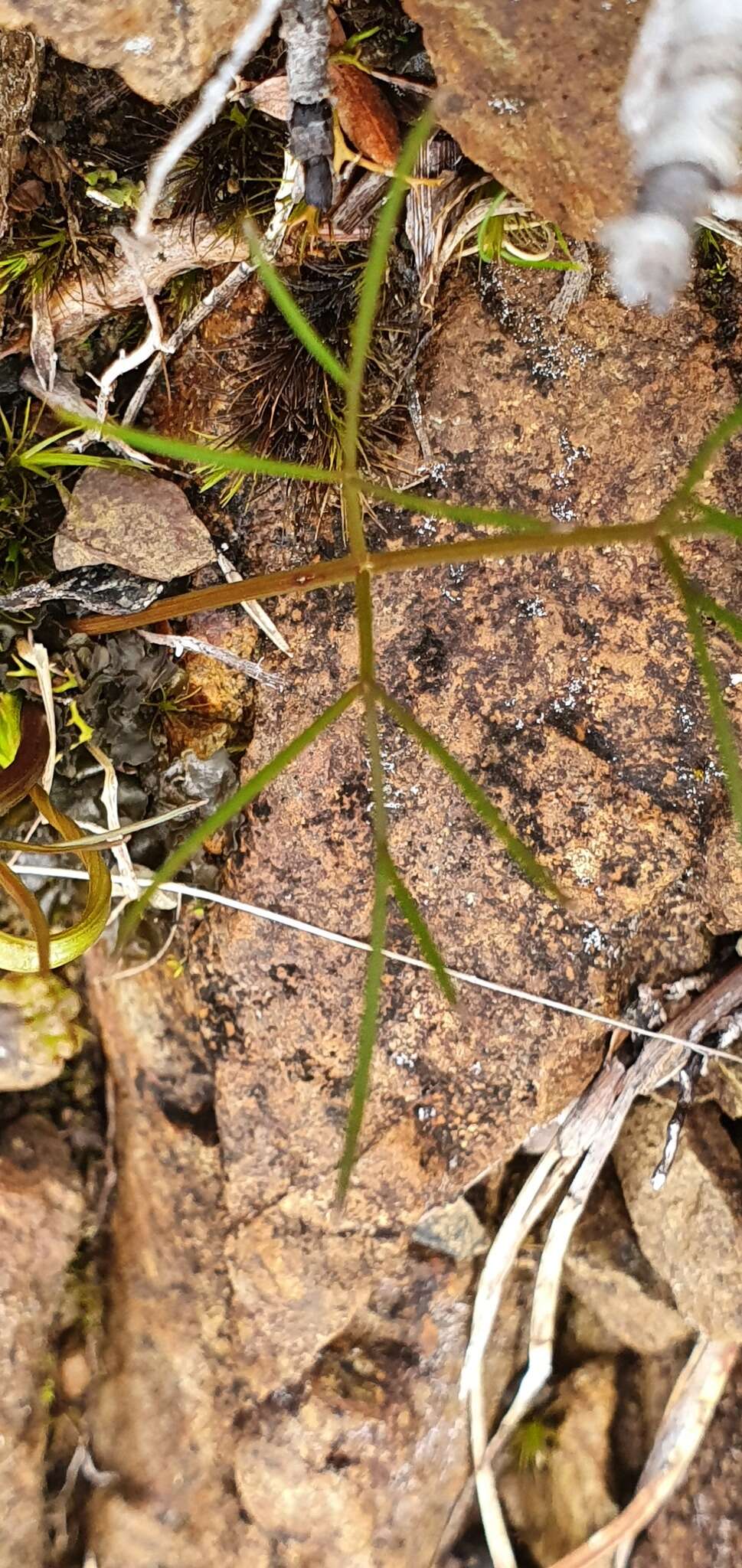 Imagem de Anisotome filifolia (Hook. fil.) Cockayne & Laing