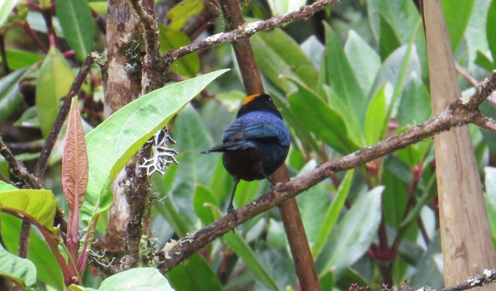 Imagem de Iridosornis rufivertex (Lafresnaye 1842)