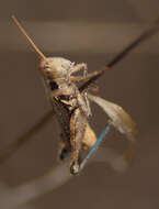 Image of Melanoplus cinereus Scudder & S. H. 1878