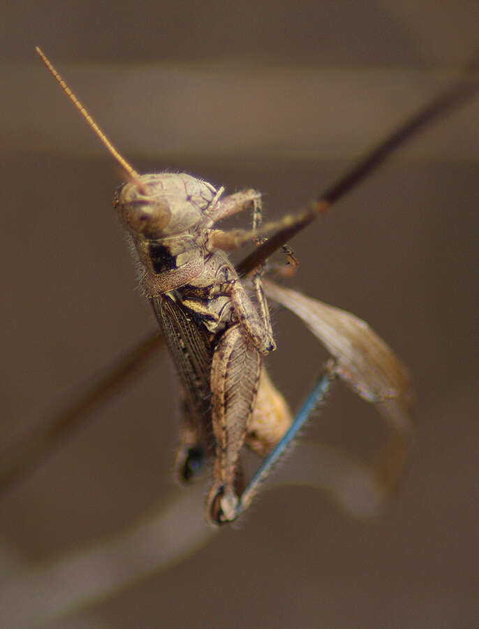 Image of Melanoplus cinereus Scudder & S. H. 1878