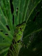 Sivun Anolis latifrons Berthold 1846 kuva