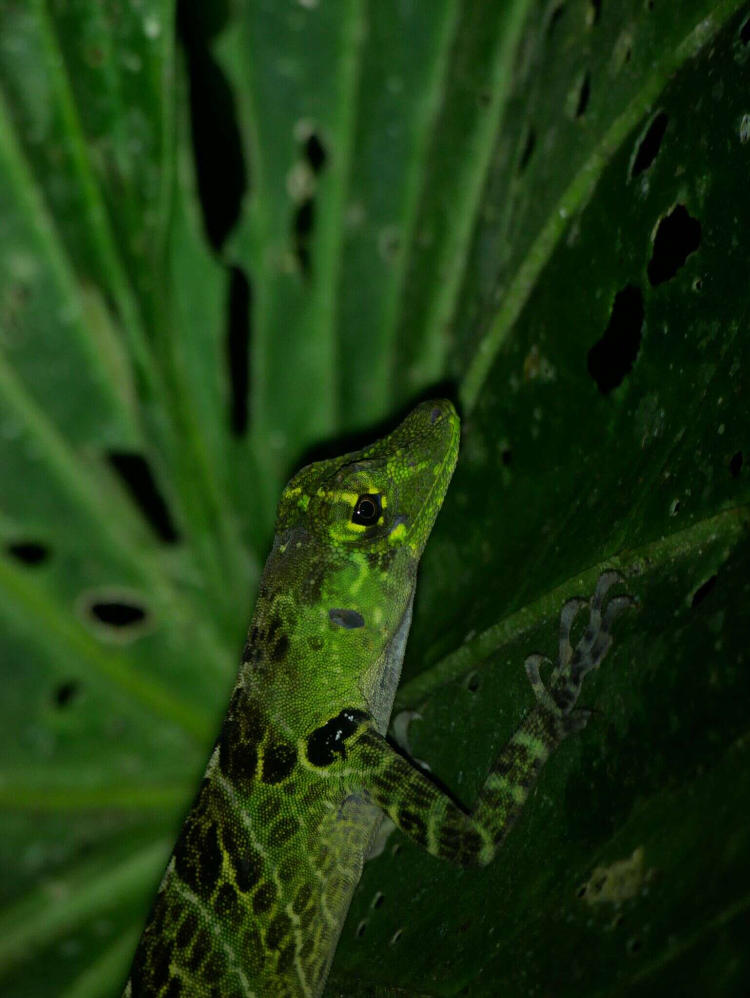 Sivun Anolis latifrons Berthold 1846 kuva