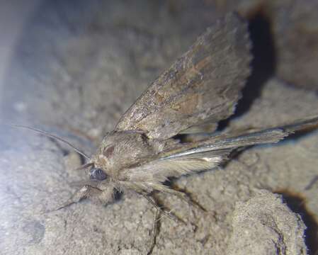 Image of Pale shining brown moth