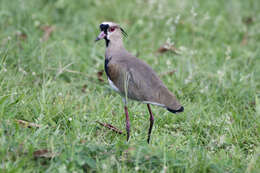 Image of Vanellus chilensis cayennensis (Gmelin & JF 1789)