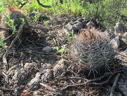 Image of Gymnocalycium castellanosii Backeb.