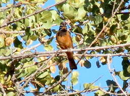 Sivun Emberiza tahapisi nivenorum (Winterbottom 1965) kuva