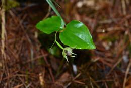 Image of Cypripedium debile Rchb. fil.