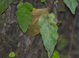 Image of Fringed Halberd Fern