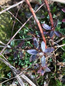 Image of Illinois pinweed