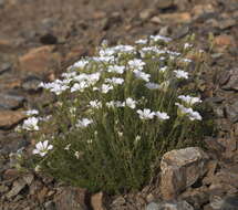 Plancia ëd Cherleria obtusiloba (Rydb.) A. J. Moore & Dillenb.