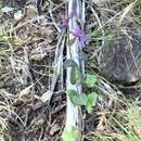 Image of bracted jewelflower