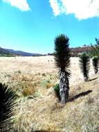 Image of Palma China yucca