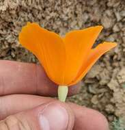 Image of San Benito poppy