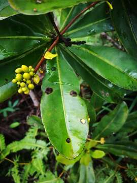 Imagem de Campylospermum anceps (Baker) H. Perrier