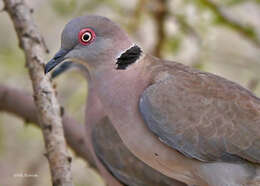 Image of African Mourning Dove