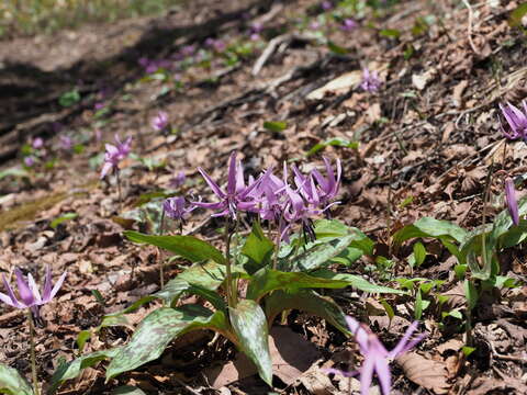 Image of Erythronium japonicum Decne.