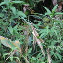 Image of Manchurian Bush Warbler