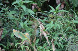 Image of Manchurian Bush Warbler