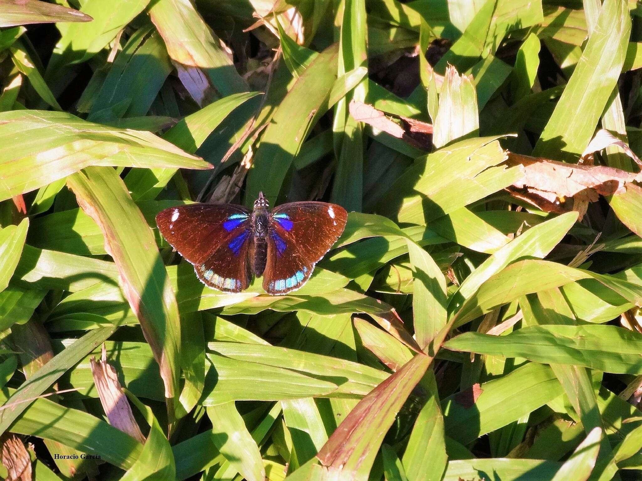 Image of Diaethria candrena Godart 1823