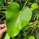 Image of Aristolochia shimadae Hayata