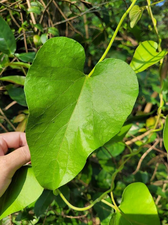 Image of Aristolochia shimadae Hayata