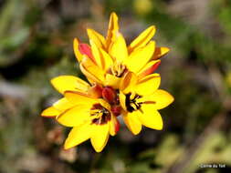 Image of Ixia dubia Vent.