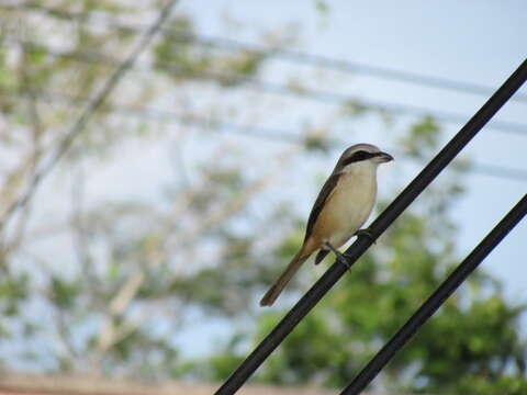 Image of Brown Shrike