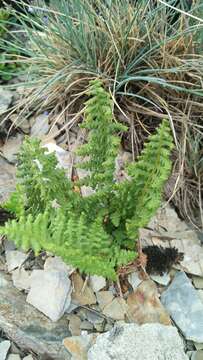 Image of Dryopteris alpestris Tag.