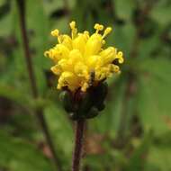 Image de Tridax brachylepis Hemsl.