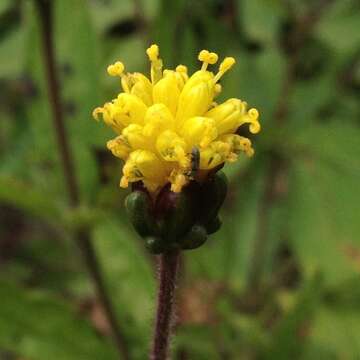 Image of Tridax brachylepis Hemsl.