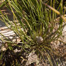 Image of Protea scorzonerifolia (Salisb. ex Knight) Rycroft