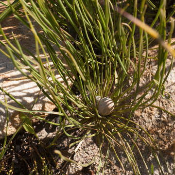 Imagem de Protea scorzonerifolia (Salisb. ex Knight) Rycroft