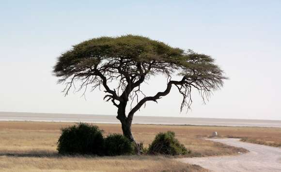 Vachellia tortilis (Forssk.) Galasso & Banfi的圖片