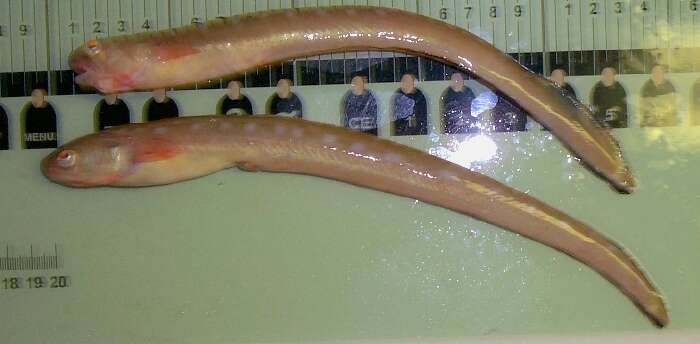 Image of Blackrim cusk-eel