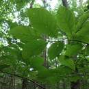 Plancia ëd Magnolia acuminata var. acuminata