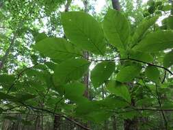 Imagem de Magnolia acuminata var. acuminata