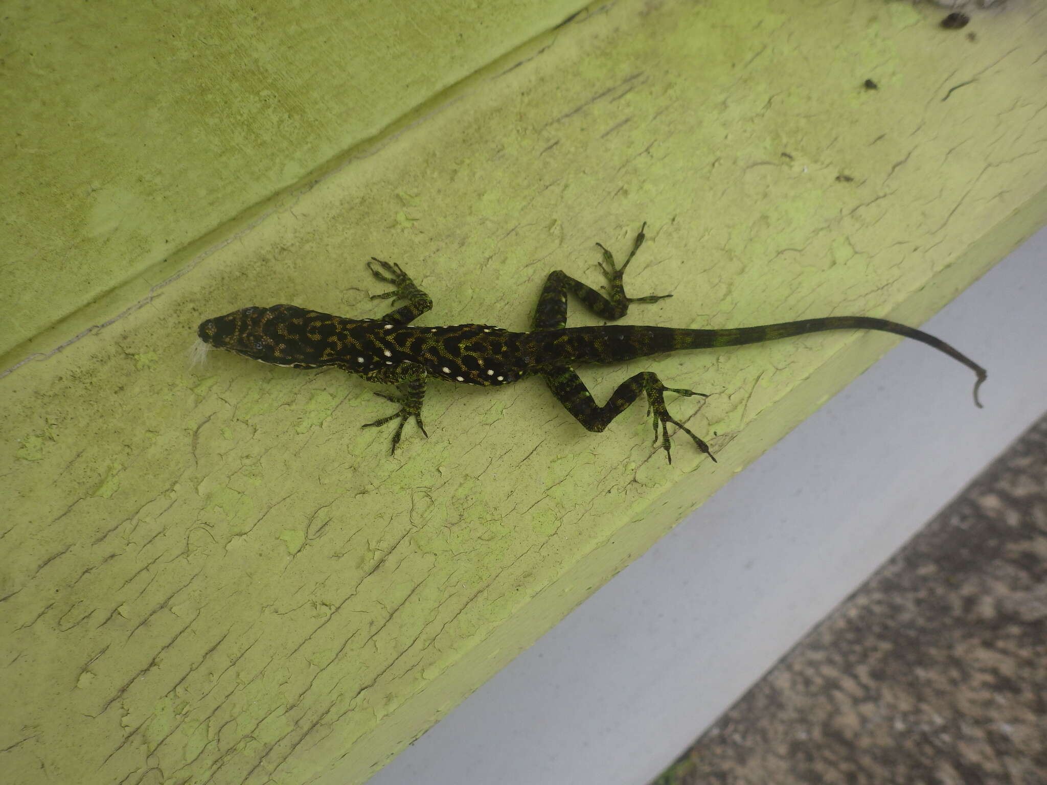 Image of Martinique's Anole