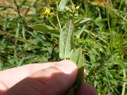 Image of Blue Ridge St. John's-Wort