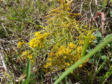 Plancia ëd Euthamia gymnospermoides Greene