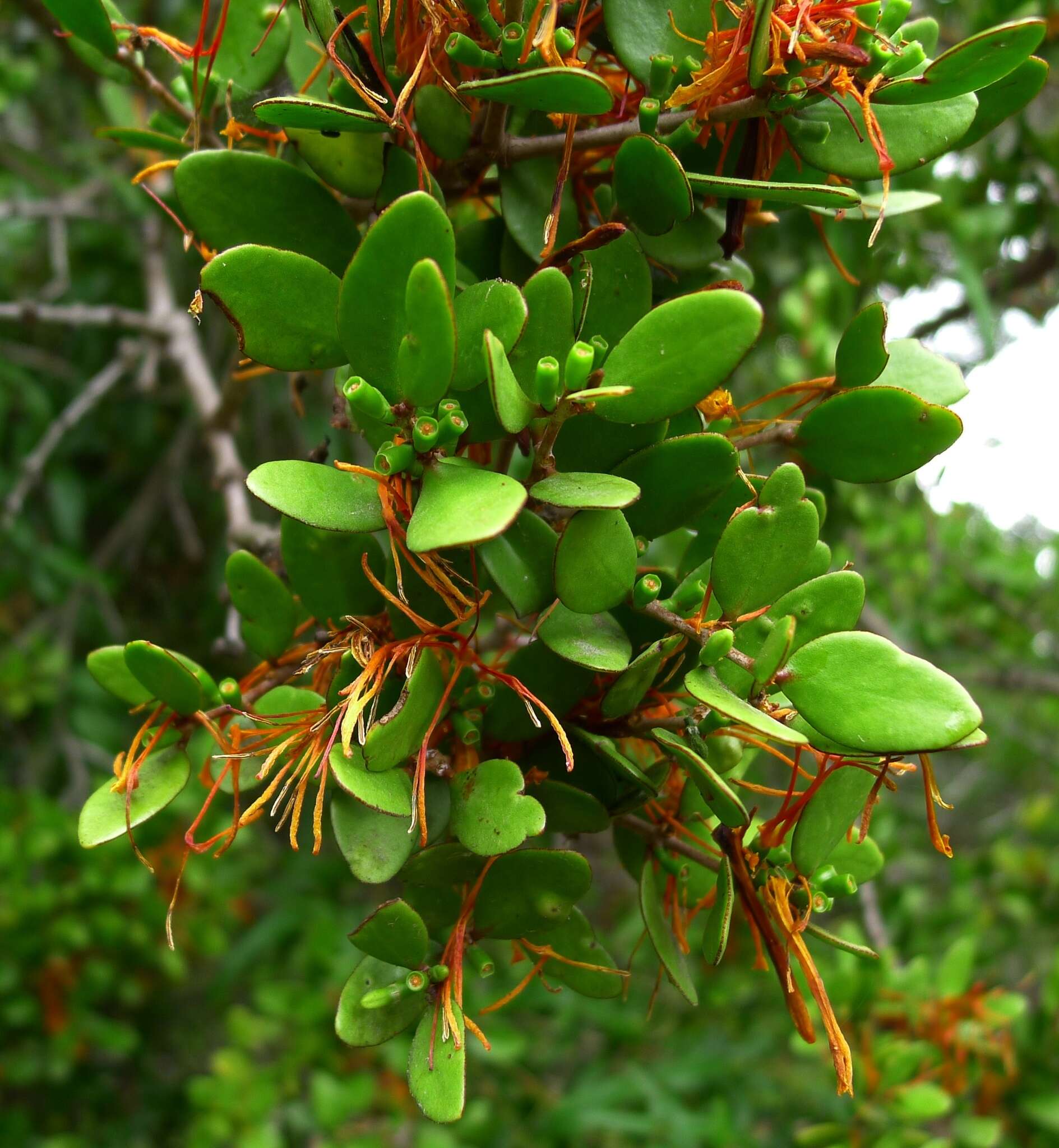 Image of Peraxilla tetrapetala (Tiegh.) Tiegh.