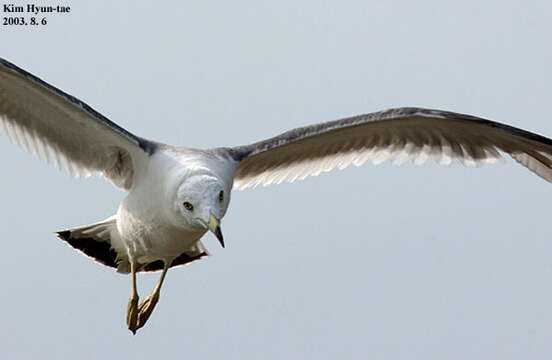 Image of Black-tailed Gull